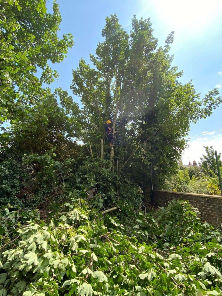 This is a photo of an overgrown garden, where the trees are being felled. Four large trees have already been felled, and there is a tree surgeon standing on the final one, about to cut it down. Photo taken by Thetford Tree Surgeons.