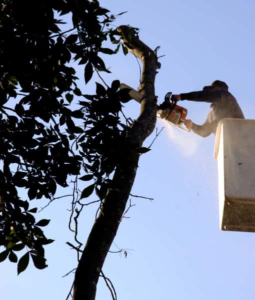 This is a photo of an arborist up a cherry picker, carrying out tree pruning. Photo taken by Thetford Tree Surgeons.