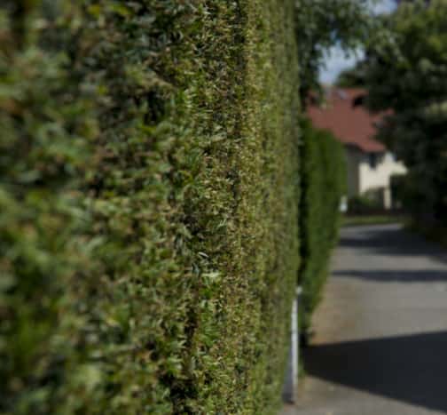 This is a photo of hedge cutting running along the front of a house and the road is also visible. Photo taken by Thetford Tree Surgeons.