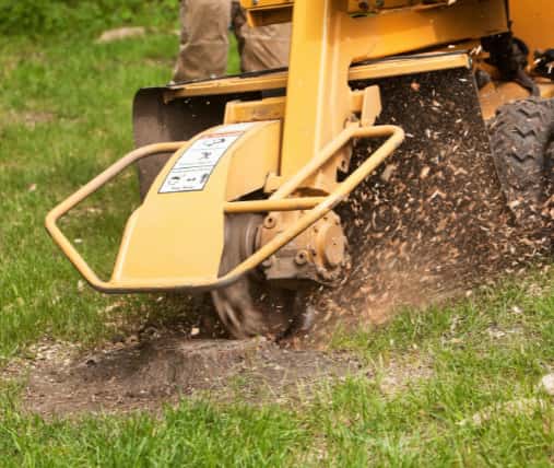 This is a photo of a stump grinding machine being used to remove a tree stump in a field. Photo taken by Thetford Tree Surgeons.