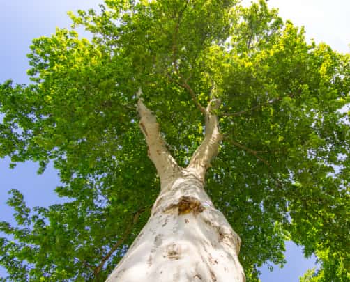 This is a photo of a tree that has just received crown reduction. The photo is taken from the tree base looking up at the crown. Photo taken by Thetford Tree Surgeons.