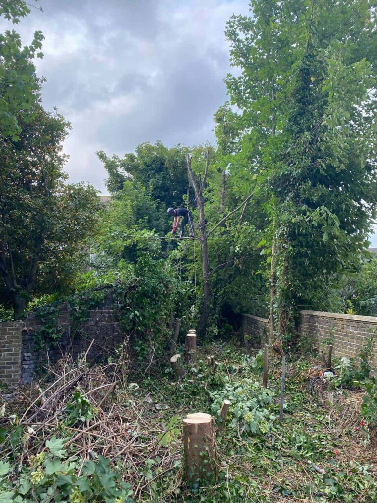 This is a photo of an overgrown garden, where the trees are being felled. There is a tree surgeon standing on the tree cutting the branches off, and there are lots of branches below him that have already been felled. Photo taken by Thetford Tree Surgeons.