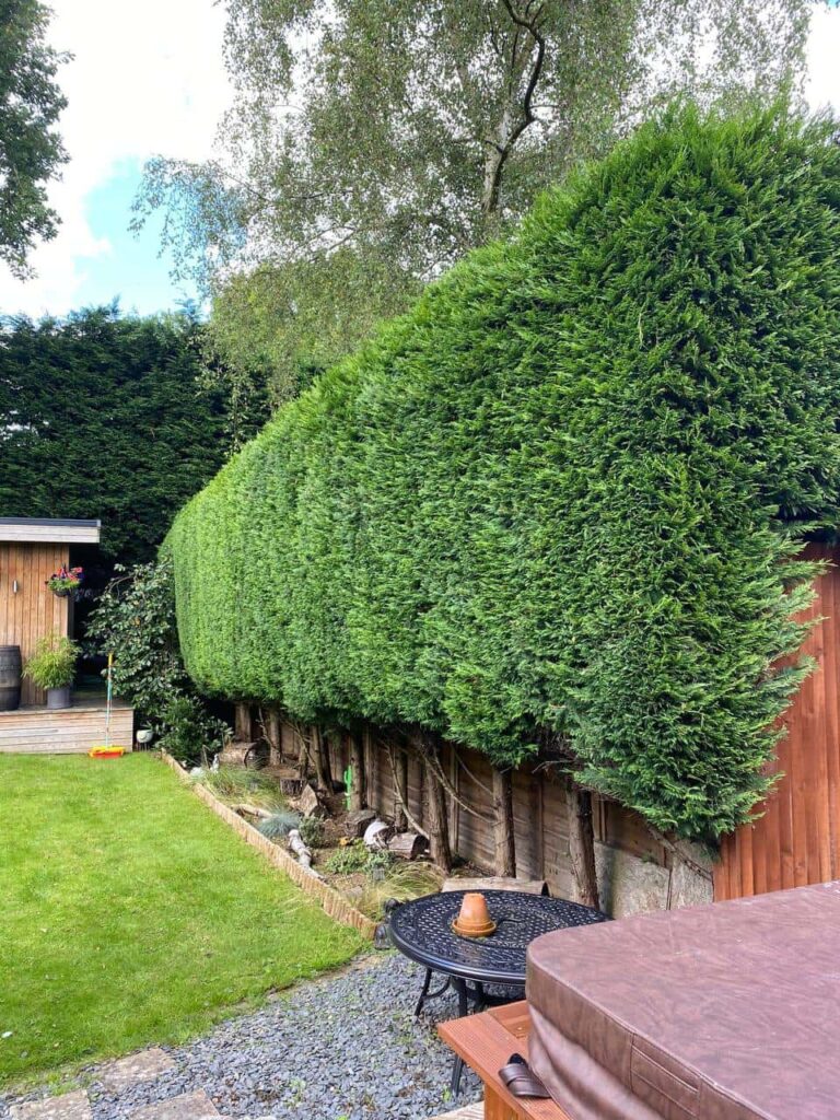 This is a photo of a hedge that has just been trimmed in a garden. The hedge is about 10 Metres long and runs along the right hand side along the garden iteslf. Photo taken by Thetford Tree Surgeons.