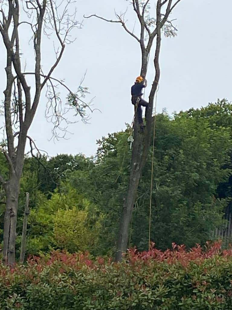 This is a photo of a professional tree surgeon who has climbed a tree, and is removing limbs from it. He is removing the tree completely in sections. Photo taken by Thetford Tree Surgeons.