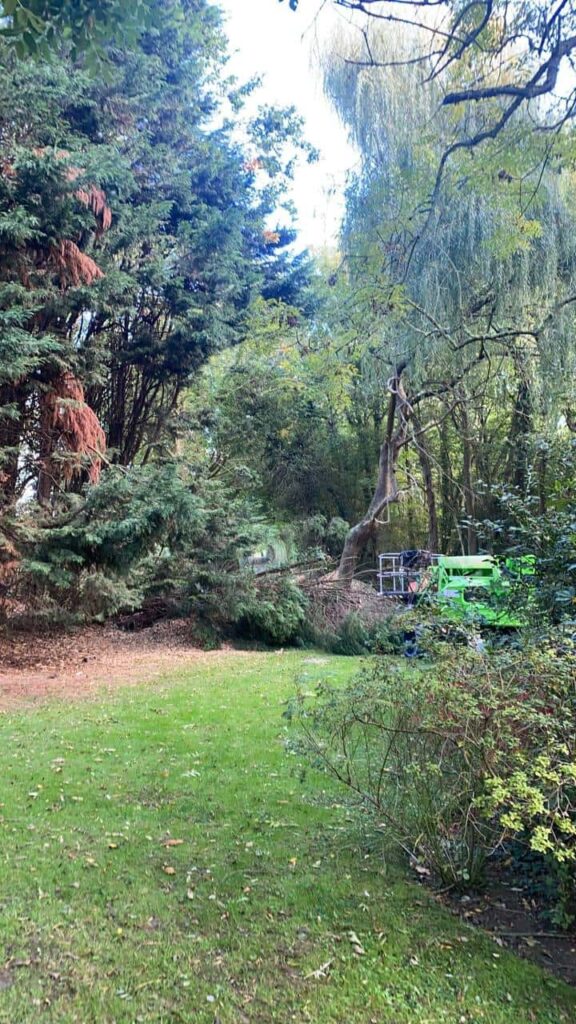 This is a photo of an overgrown garden, with many large trees at the end of it which are being felled. There is a cherry picker in the photo which is being used to gain access. Photo taken by Thetford Tree Surgeons.